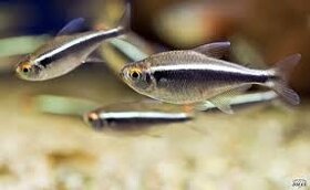 TITÁN FISH Hľadajú nový domov Akváriove Rybky v Handlovéj - 3
