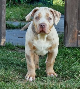 American bully xl - 3