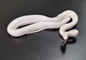 PANTHEROPHIS OBSOLETUS LEUCISTIC - 3