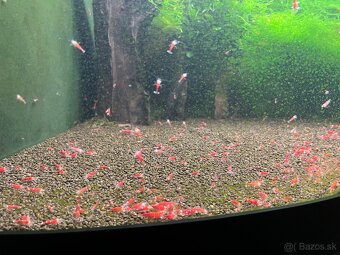 Caridina Super Crystal Red - 3