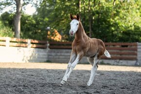 Krasny Quarter horse zrebcek - 3