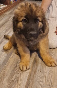 Leonberger - šteniatka s PP - 3