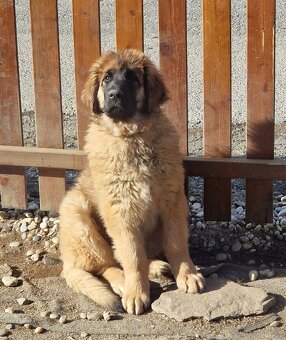 Leonberger - šteniatka s PP - 3