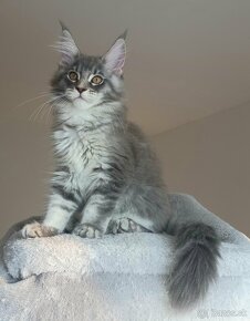 MAINE COON - mainská mývalia s PP - 3