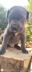 Šteniatka Cane Corso - 3