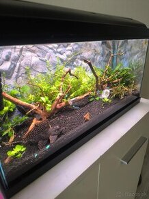 60litrove akvarium - 3