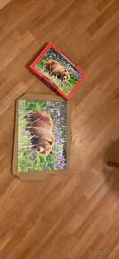 Puzzle Castorland Bear - 3