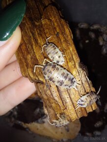 Isopody Porcellio Laevis "Dairy Cow" - 3