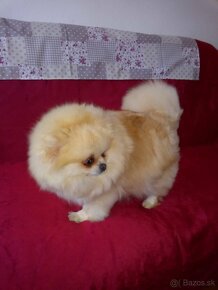 Pomeranian - 3