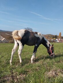 Polročná kobylka mix APH/ARAB - 3