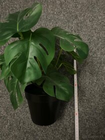 Monstera plastova - 3