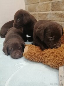 Labrador retriever šteniatka - 3