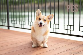 Welsh Corgi Pembroke - 3