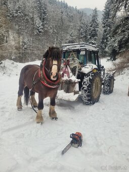 Predám ťažného koňa - 3