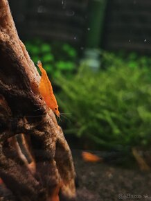 Krevetky Neocaridina - 3