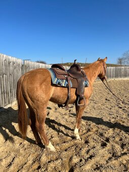 American Quarter Horse - 3