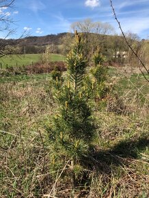 Sibírsky Céder (Pinus Sibirica) / Borovica Sibírska sadenice - 3