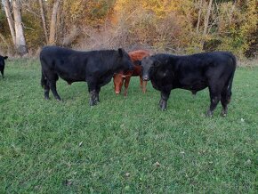 Predám býčky Aberdeen angus - 3