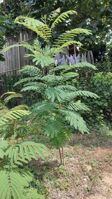 Albizia ružova - 3