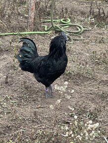 Darujem ayam cemani, tochtorocneho kohuta - 3