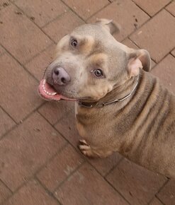 American bully - 3