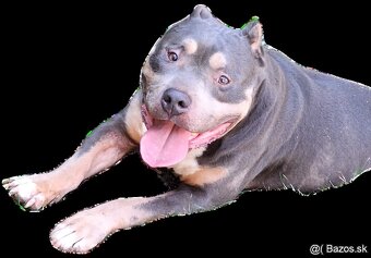 American bully - 3