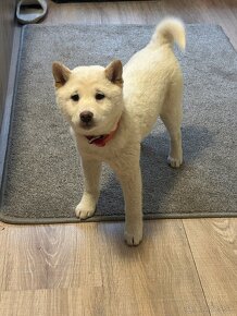 Shiba inu-fenka - 3