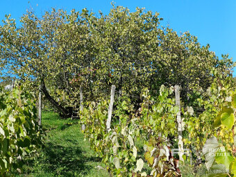 Vinica s krásnym výhľadom v Pukanci - 3