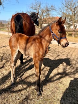 Kobylka Quarter Horse (AQH) - 3