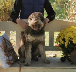 Lagotto Romagnolo krytie - 3