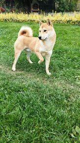 Shiba inu  šiba inu - 3