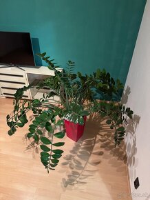 Zamioculcas - izbová rastlina - 3