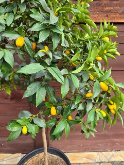 Kumquat - 3