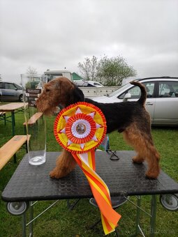 Welshterrier - 3