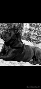 Darujem Feny Cane Corso - 3