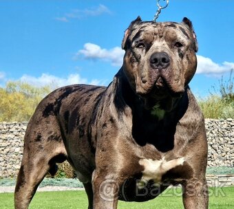 American bully xl xxl - 3