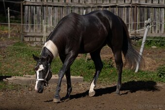 Připouštění APH black overo hřebcem - 3