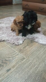 Cavapoo, cavapo (mama cavapoo, otec pudel) - 3