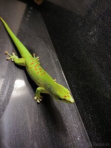 Phelsuma grandis - mladý pár - 3