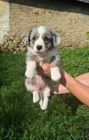 Welsh corgi cardigan štaniatka s PP - 3