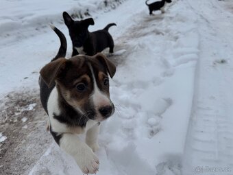 Predám šteniatka jack russel xstafford - 3