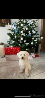 Maltipoo - 3