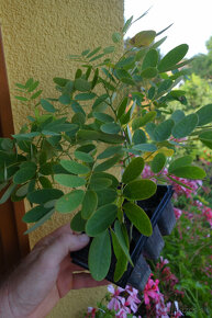 Cassia hebecarpa - 3