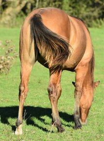 Predám kobylu Quater horse - kobyla - 3