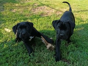 Cane Corso - 3