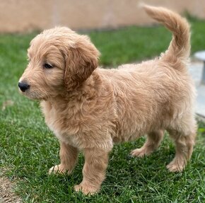 Goldendoodle - 3