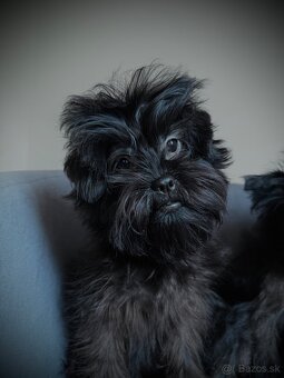 Šteniatka Opičí pinč s PP Affenpinscher - 3