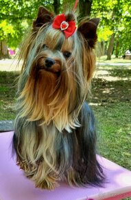 Yorkshire terrier s PP ponuka na krytie - 3