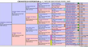 Zrebcek welsh mountain pony- pripustanie 2025 - 3