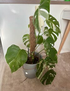 Monstera albo - rastlina 85-90cm - 3